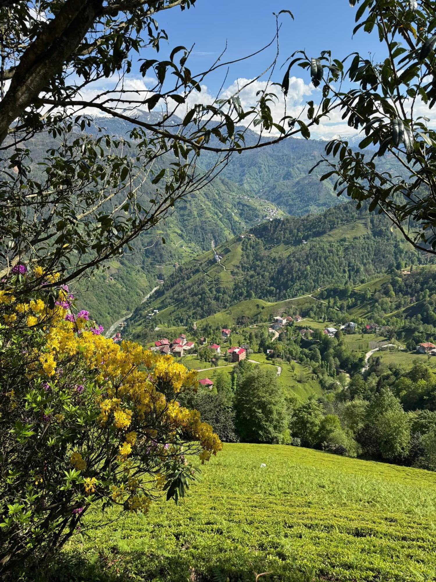 Pera Bungalov Ardeşen Extérieur photo
